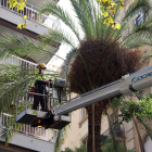 La palmera que mató a una joven en el Raval cayó por falta de agua