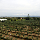 Imagen de archivo de un campo de cultivo en la Horta de Lleida.