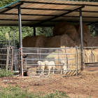 Els tres animals al clos de la granja de Les on van iniciar l’adaptació al bestiar.