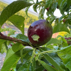 Fruta dañada por la granizada de la pasada noche en Albesa.