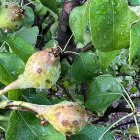 Fruta dañada en un cultivo de Albesa por la última granizada