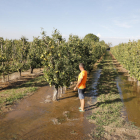 Un payés dando agua en su finca de Mollerussa tras la apertura del nuevo turno de riego.