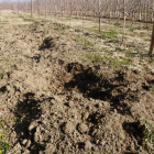 Daños recientes de conejos en una finca del Segrià.