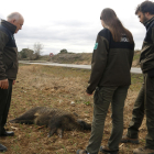 Agents Rurals al costat d'un senglar mort per atropellament a la C-12 entre Lleida i Corbins.