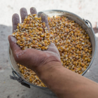 El "tren del cereal", carregat amb 600 tones de panís, torna a Espanya
