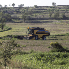 Una recol·lectora treballant en una finca de la Segarra.