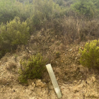 Algunos de los protectores de plástico que siguen en el bosque en La Granja d’Escarp.