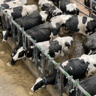Una explotación de vacas de leche