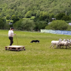 Cuarenta 'gossos d'atura' en el concurso internacional de La Vall de Boí