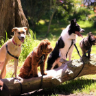 Científics de la Universitat d'Hèlsinki han comparat la intel·ligència de 13 races de gos.