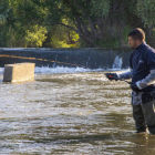 Un técnico del COPATE fumiga el río Segre en su paso por Lleida rodeado de insectos.  