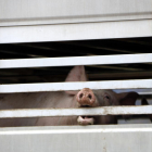 Un porc en un camió estacionat a l'escorxador a l'espera de ser descarregat.