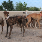 Alguns dels gossos que es troben a la protectora Amics Peluts Baix Cinca a la Granja d'Escarp