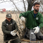 Captura de conejos con cajas trampa en Tàrrega.