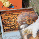 La sequía y el abejaruco son dos de los grandes enemigos de las abejas. 