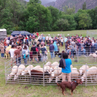 Concurs de xolla d'ovelles amb màquina i tisora a Arrós de Cardós