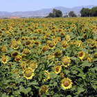 Girasoles en un campo donde hasta ahora se acostumbraba a plantar maíz, en el término municipal de Bellvís.