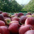 Manzanas de montaña de la variedad story recién cogidas en una finca de Ribelles
