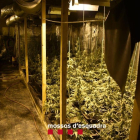 Nova plantació de marihuana al pla de Lleida: els Mossos troben 500 plantes a l'Albi i detenen l'home que ho gestionava