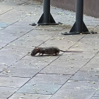 Una de las ratas de Noguerola.