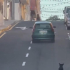 Busquen una conductora que va ser gravada intentant abandonar un gos a Tenerife