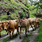 Un rebaño de vacas subiendo a la montaña de Llessui (Sort)