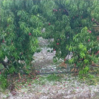 Fruiters afectats per una pedregada a Torrelameu