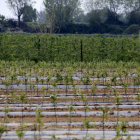 Fincas de pera afectadas por la helada en Térmens.