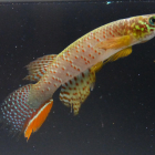 Descubren en Bolivia un pez que sobrevive fuera del agua y que cambia su forma de respirar
