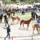 El concurso de Cavall Pirinenc de Llavorsí atrae a un millar de personas
