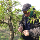 Un agricultor, analizando los daños en su finca después de las heladas en abril pasado.