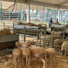 Ovejas en un estand de la feria de Solsona que se ha celebrado este fin de semana. 