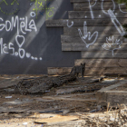 Un dels gats que viuen a les les instal·lacions de l’antiga discoteca Hill de Gardeny, ara decrèpites.