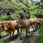 Unas 1.300 vacas inician la trashumancia en las montañas de Llessui