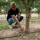 Xavier Miarnau, especialista del programa Fruticultura del IRTA, señala la parte injertada de un almendro con el portainjerto Intensia en una finca del IRTA de les Borges Blanques