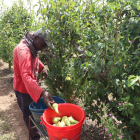 L’Horta de Lleida té un indubtable valor paisatgístic, però també ecològic i econòmic.