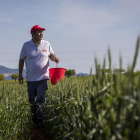 Investigació de l'IRTA per millorar la salut del sòl agrícola