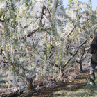 Árboles frutales cubiertos de hielo la pasada primavera en Torrelameu. 