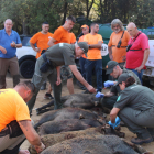 Casi un centenar de cazadores participaron ayer en la batida.