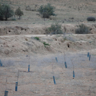 Madrigueras de conejos junto a una finca con protecciones contra estos animales en el Pla d’Urgell.