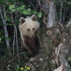 El oso joven que frecuentaba la carretera del puerto de la Bonaigua el pasado mes de junio.