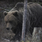 Un ejemplar de oso pardo en el bosque.