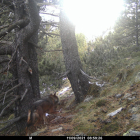 Imatge d’un llop captat a finals del 2021 per una càmera de fototrampeig al Parc Natural de l’Alt Pirineu a Alins.