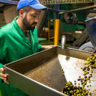 Producción de aceite de la primera cosecha en les Borges. 