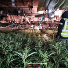 Desmantelan un cultivo de más de 3.700 plantas de marihuana en el Urgell