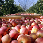 Lleida producirá un 20% menos de su potencial de fruta de pepita.