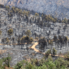 Uno de los bosques quemados en 2022 en Baldomar. 