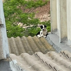 El perro, en el tejado de una vivienda de Castelldans.