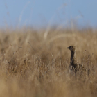 Un ejemplar de sisón en una zona de secano del Segarra-Garrigues.