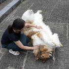 Un japonés se gasta 12.000 euros para 'convertirse' en perro